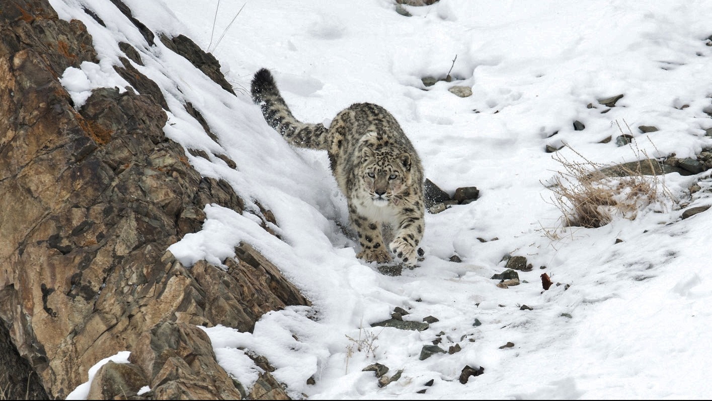 SNOW LEOPARD TREK LADAKH